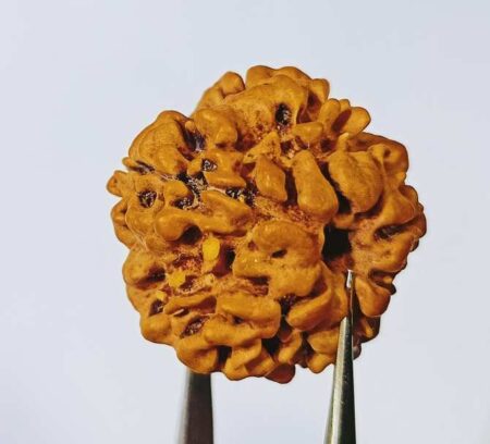 1 Mukhi Original Nepali Rudraksha