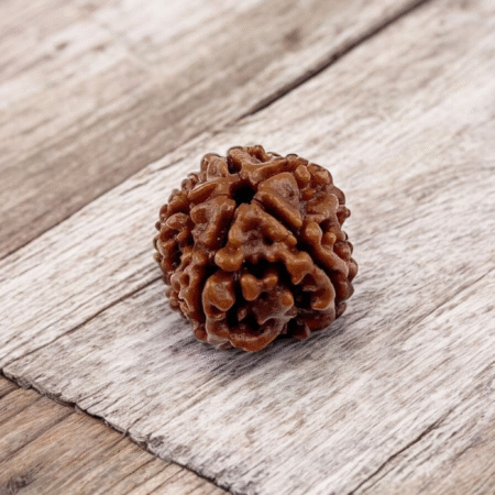 3 Mukhi Rudraksha (Oval Shape)