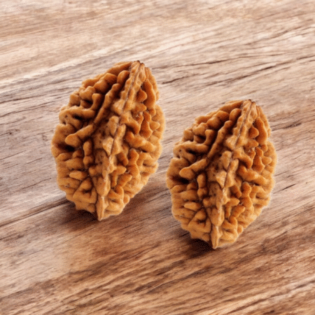 2 Mukhi Rudraksha (Oval Shape)