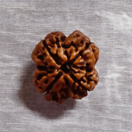 4 Mukhi Rudraksha (Round Shape)