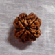 4 Mukhi Rudraksha (Round Shape)