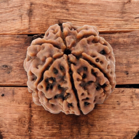 6 Mukhi Rudraksha (Round Shape)