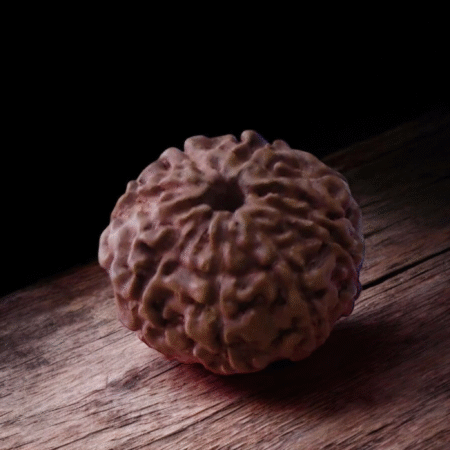 8 Mukhi Rudraksha (Indonesia)