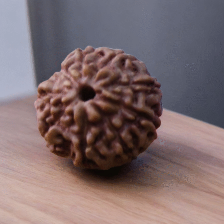 9 Mukhi Rudraksha (Indonesia)