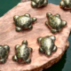 Pyrite Tortoise