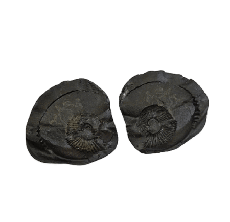 Nepali Shaligram Original