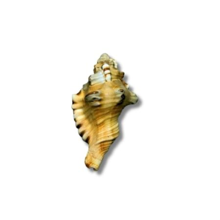 Ganesh Shankh Rare and Original