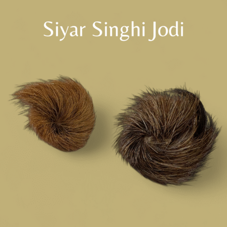 Siyar Singhi Jodi – Original Energized Pair for Black Magic Protection & Tantra